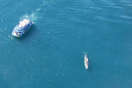Kaikoura Whale Watch Day Tour from Christchurch