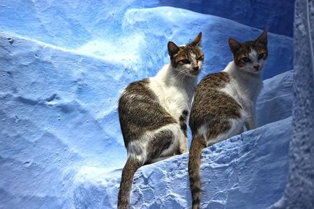 From Fes : Chefchaouen Day trip with small Group
