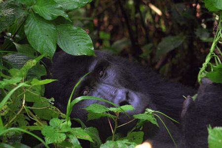 Gorilla & Chimp Tracking Safari - 4 Days