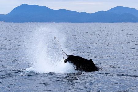 Wilsons Prom Whale Cruise