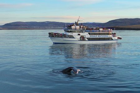 Icelandic Horse Riding and Whale Watching Tour from Reykjavik