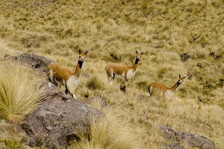 07 Day Andean Experience Through the Living Culture of the Incas