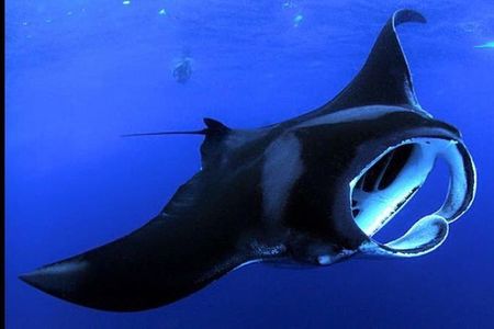 Big Island Manta Ray Night Snorkel