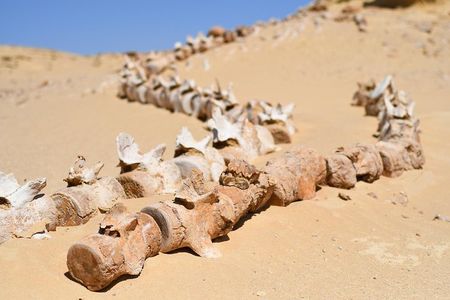 Day Trip to Wadi El-Hitan, Wadi El-Rayyan & Al Fayyom Oasis
