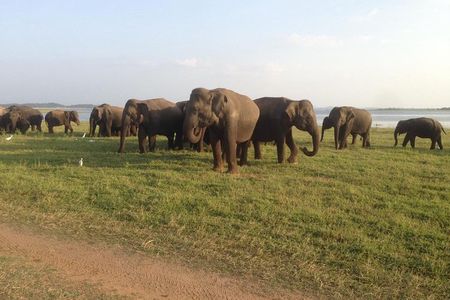 Minneriya luxury jeep safari 