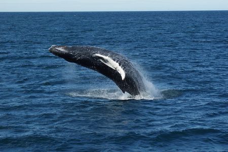 Deluxe Whale Watching and Whales of Iceland Exhibition Combo from Reykjavik