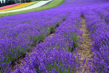 Hokkaido Furano Lavender Farm and Blue Pond Day Trip from Sapporo
