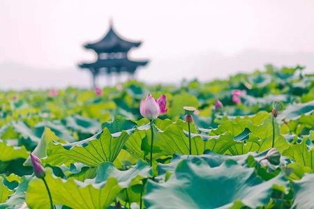 All-Inclusive Classic Private Hangzhou Day Trip from Shanghai by Bullet Train