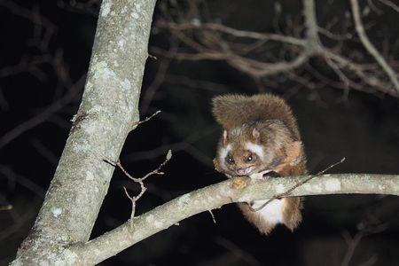 Wild Japanese Flying Squirrel Watching Tour in Nagano