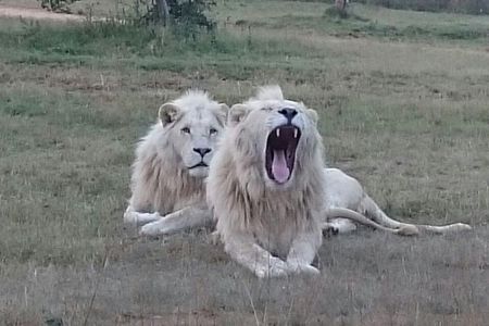 Full-Day Pilanesberg National Park from Johannesburg and Pretoria