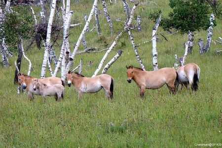 Day Tour of Hustai National Park