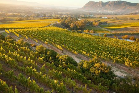 Cape Town: Winelands Private Half Day Tour