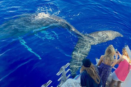 Maui Whale Watch & Snorkel from Ma'alaea Harbor Pride of Maui 