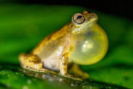 La Fortuna Frogs and Reptiles Wildlife Night Tour 2hrs