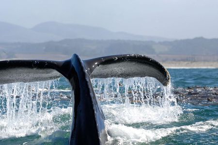 San Diego Whale Watching Cruise 