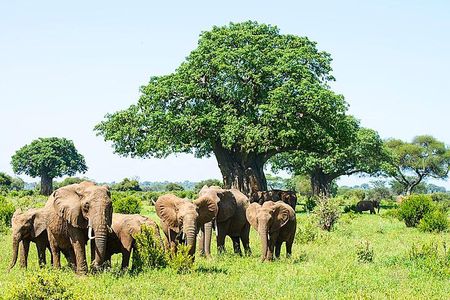 6 Day Group Camping Safari Tarangire Serengeti Ngorongoro Manyara