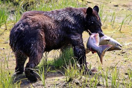 Ketchikan All In One