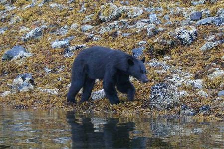 Prince of Wales Island Bear-Viewing Tour By Air From Ketchikan