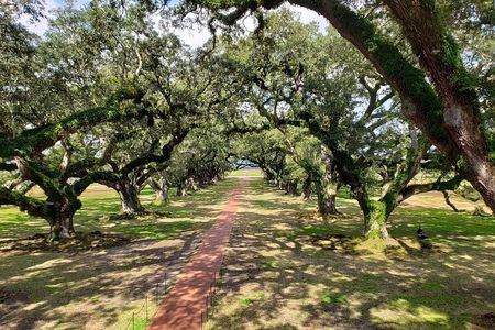 Oak Alley or Laura Plantation Tour from New Orleans