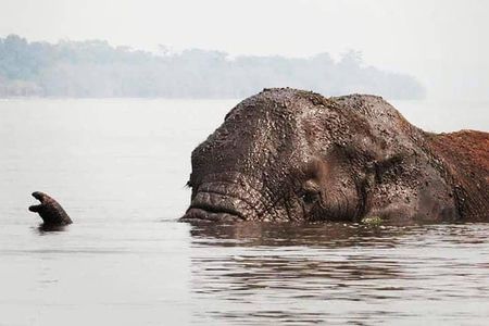 From Kigali: 2 Days Akagera National Park Wildlife Safari