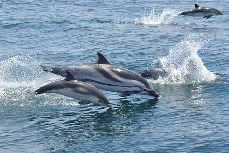 Dolphin Watching Excursion in Gibraltar