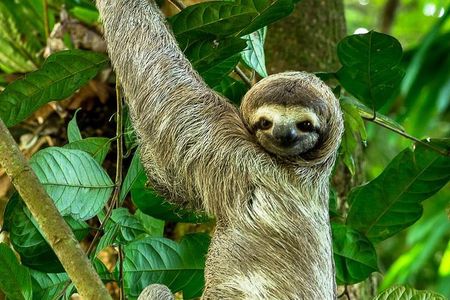 Manuel Antonio Park Nature Guided Tour with a Nature Specialist