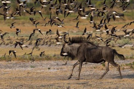 From Kigali: 12 Hour Custom Day trip for game Drive in Akagera NP