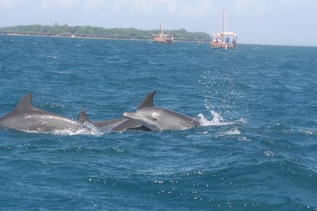 Wasini Dolphin Day Trip