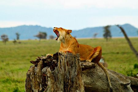 4 Day Joined Group Safari Ngorongoro, Manyara,Tarangire and Arusha National Park