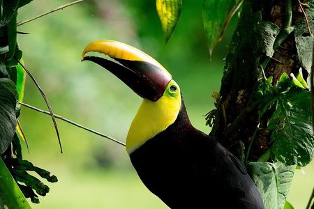 Deluxe Private Bird Watching Tour | Manuel Antonio