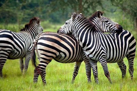 2 Days Popular Safari to Lake Mburo National Park