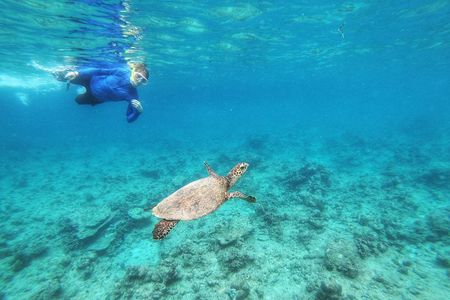 3 Point Snorkeling Safari