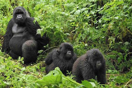 Gorilla tracking | Uganda | 3 days