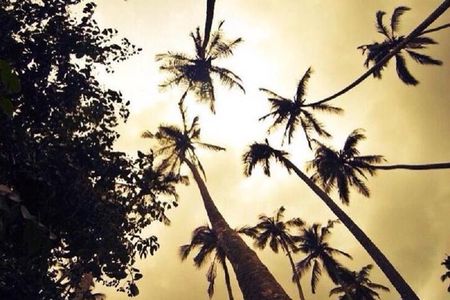 Zanzibar Aromatic Spice Farms Tour