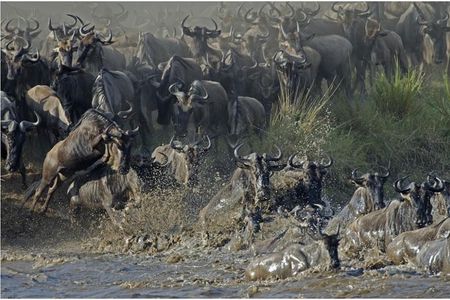 The Utmost Serengeti Wildebeest Migration and Big Five