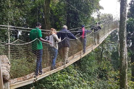 Three-day Nyungwe Canopy and Kivu Lake Adventure