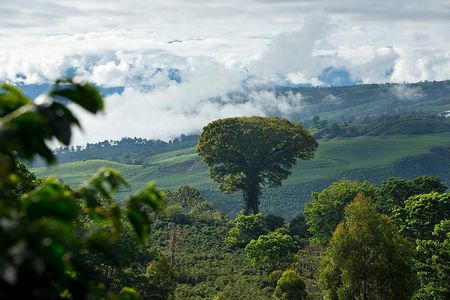 Full day, the Aquiares way - Complete Coffee Tour