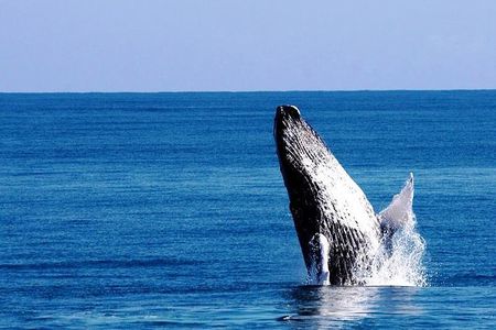 Whale Watching in Samana