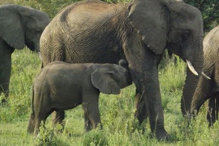 Elephant Orphanage and Giraffe Center Nairobi Day Tour