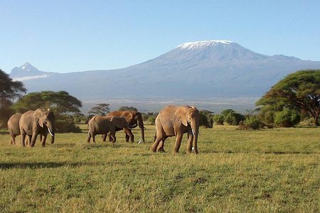Thrilling 6 Days Amboseli-Lake Nakuru-Maasai Mara Budget Safari