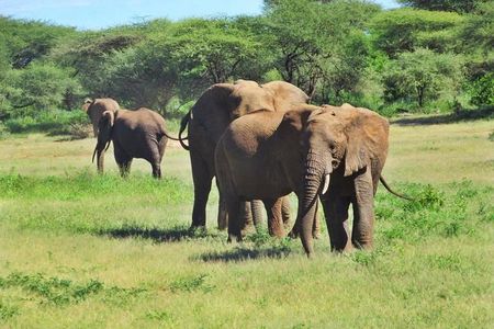 4 Days Tanzania Camping Safari