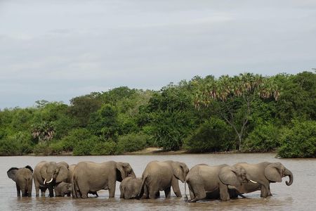 6 Days Safari to Mikumi Np, Udzungwa Mountain NP and Nyerere NP (Selous GR)