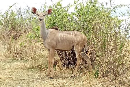 10 days Safari to Nyerere NP, Ruaha NP, Udzungwa NP and Mikumi NP + Isimila Site