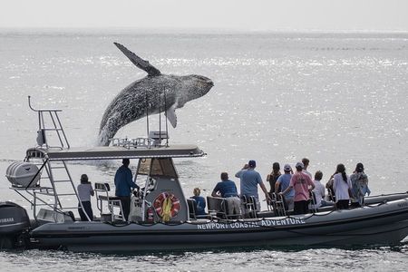 Ultimate Whale Watching Tour aboard the SuperRib: 24 People Max