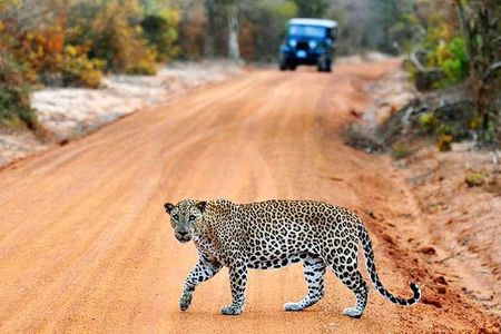 From Ella - Yala Safari with Transfer Option to Other Locations