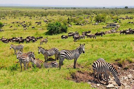 4 days masai mara Nakuru Joining safari