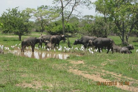 Kanzwa short holiday break -2 Nights Safari Kafue National Park 
