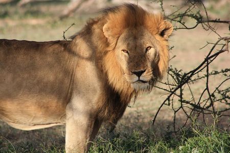 5 Days Big Five Adventures Luxury Lodge Safari in Tanzania