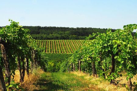 Wine Tasting Experience in Etyek Wine Region with a private air conditioned car