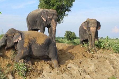 Guided Tour To Tajmahal - Agra Fort & Wildlife SOS & Drop Jaipur